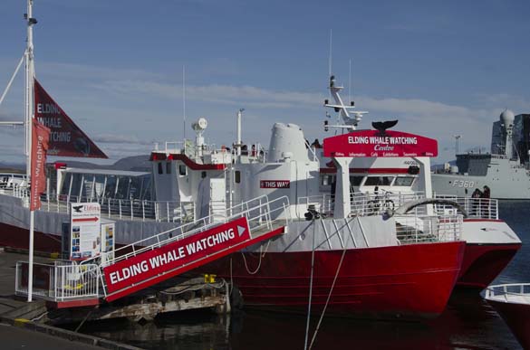 tours-in-reykjavik-whale-watching-iceland