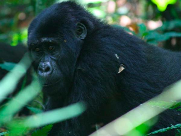 Gorilla Uganda