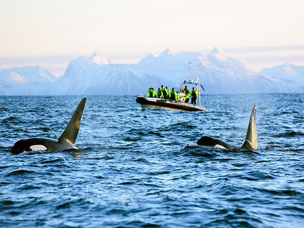 Whale safari norway
