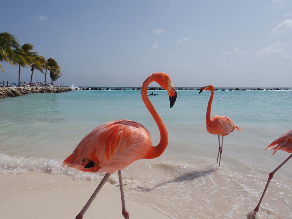 Flamimgo Beach Aruba