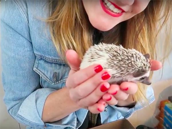 Harry hedgehog cafe tokyo