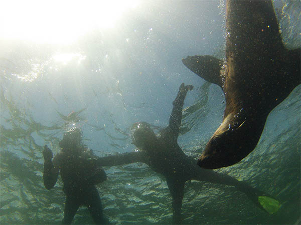 snorkelen met zeehonden houtbaai kaapstad, snorkling with seals hout bay