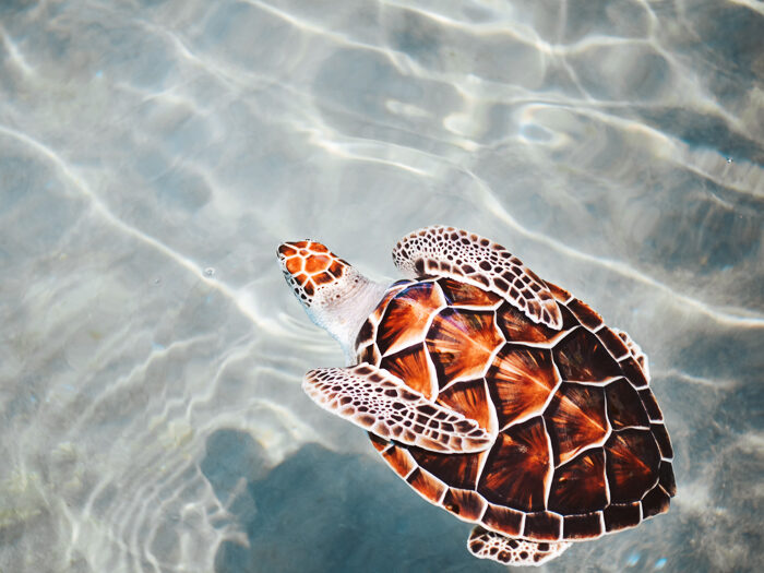 snorkelen zeeschildpadden curacao