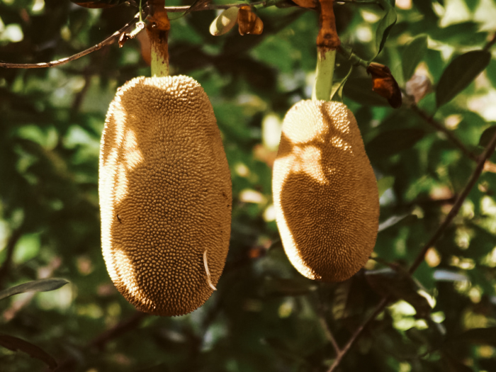 Jackfruit recepten