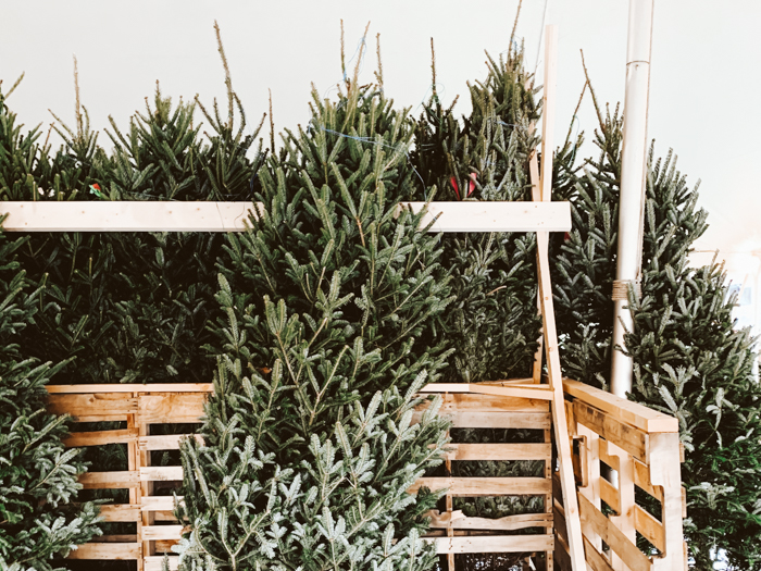 kerstboom farms nederland zelf kerstboom zagen