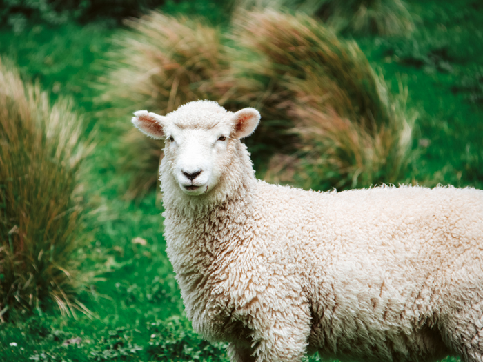 Schapen hoeden Balloërveld Drenthe