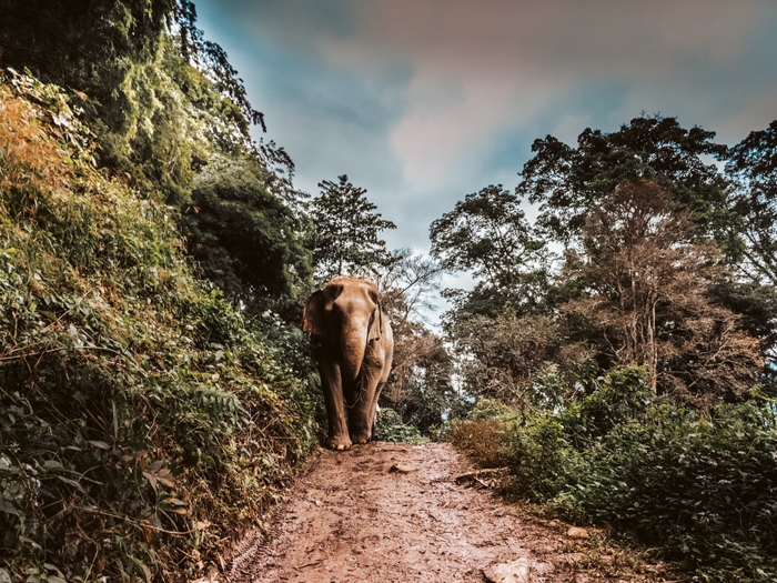 Bucketlist tip Phu Wua Wildlife