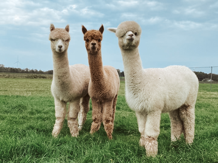 wandelen met alpacas World Brielle