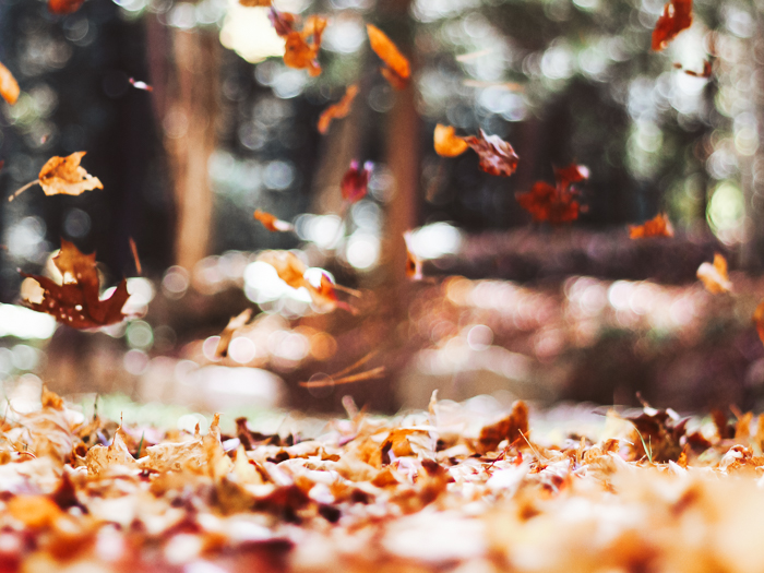 herfst in nederland dagje weg