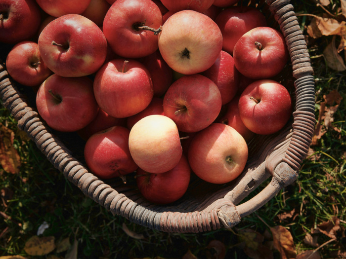 appels plukken in amsterdam